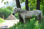 Русская Тройка, Владивосток. Лето-осень 2008. Кажется, орловский он. Коняка любит валятся :))))) 