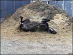 Новосибирский крематорий