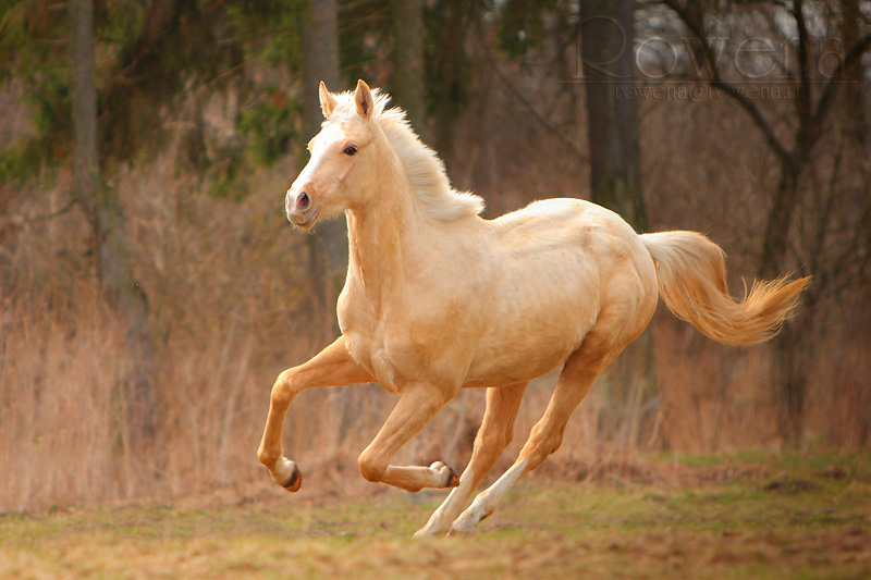 Желтая лошадка. Соловая масть лошадей. Соловая масть Мустанг. Масть лошади Паломино. Соловая (Паломино) масть лошади.