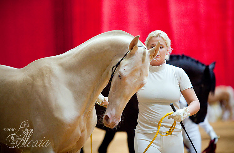 Подари лошадку. Ахалтекинец. Ахалтекинская лошадь Путина. Лошадь Путина ахалтекинец.