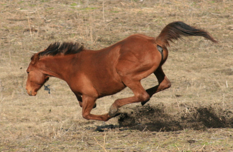 http://www.equestrian.ru/photos/user_photo/2010/8d86c872.jpg