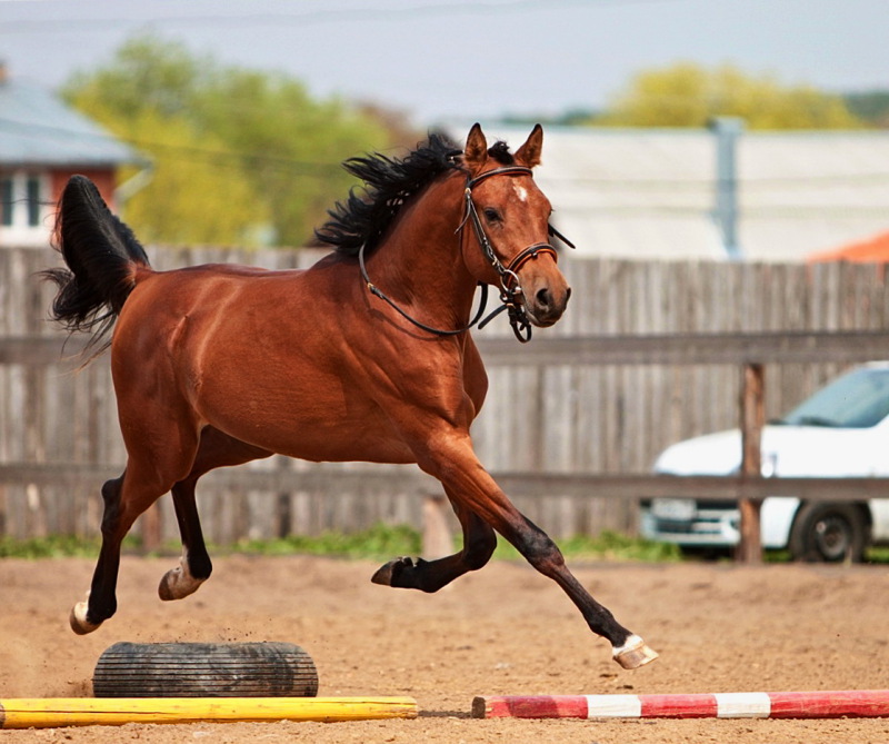 Sports horse