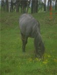 якутская лошадь