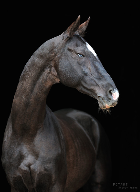 https://www.equestrian.ru/photos/user_photo/2011/104d9998.jpg