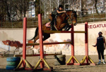 Тренировка, тройник 170 см, конь "Фархат-Паша" Конная Полиция г. Кишинев
