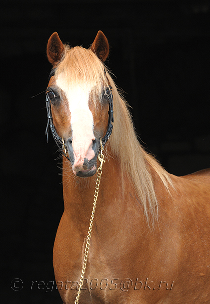 Уэльский пони - фотографии - equestrian.ru
