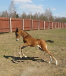 2 недели (Пакет-Гирме)