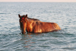 красного коня в Черном море. Пицунда.