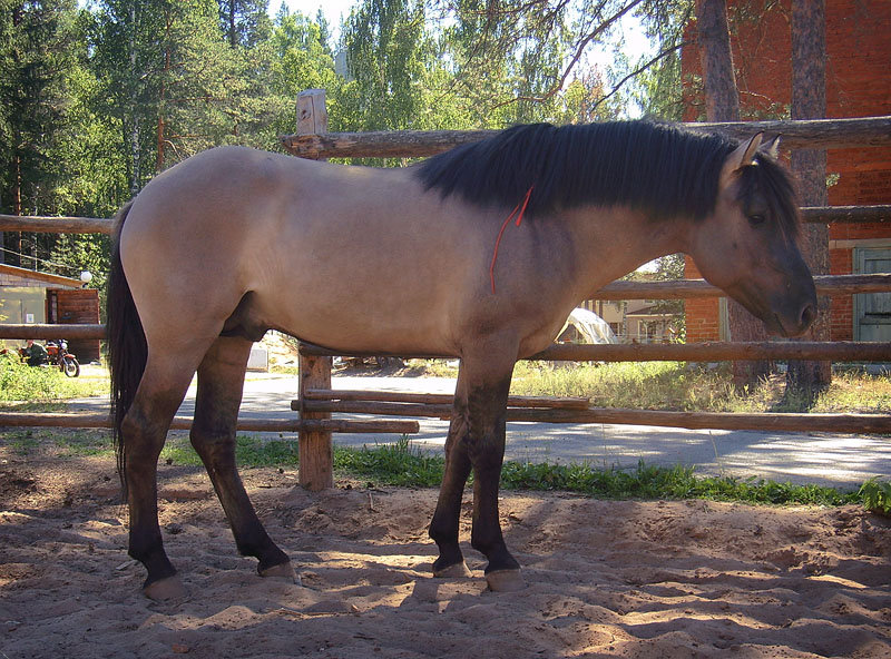 Вятская - фотографии - equestrian.ru