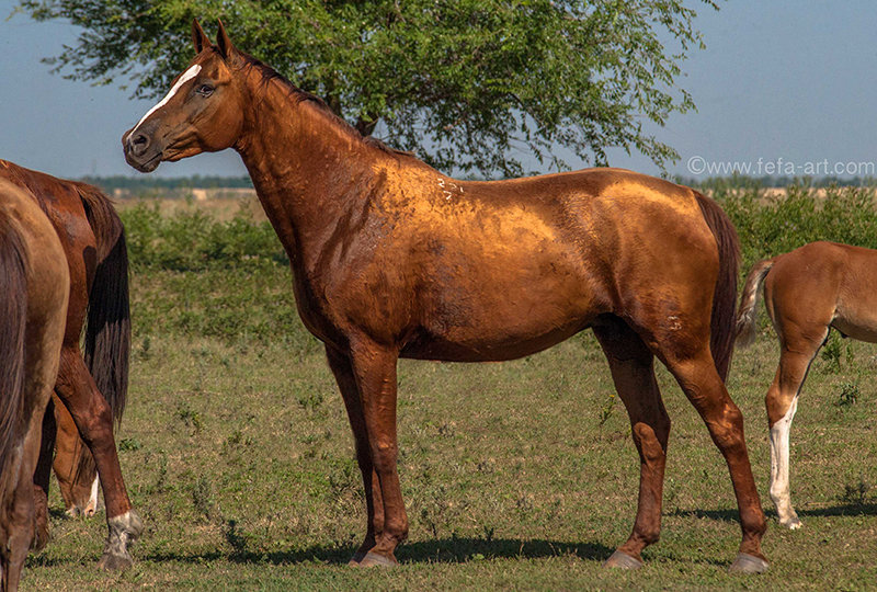 https://www.equestrian.ru/photos/user_photo/2012/57700417.jpg