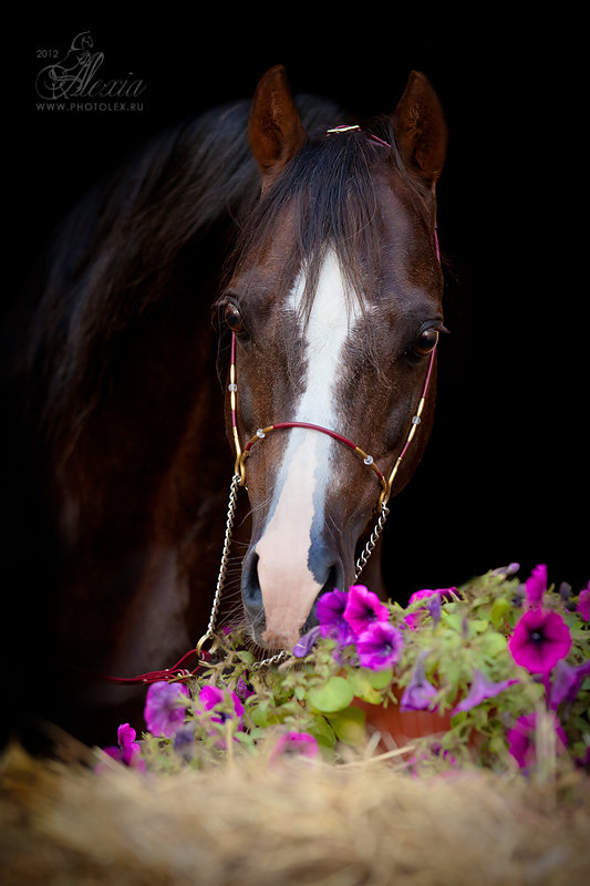 Тамариск - Избранные фотографии - фотографии - equestrian.ru