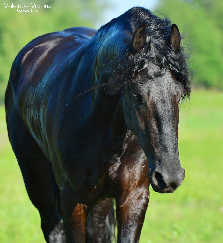 Фризская - фотографии - equestrian.ru