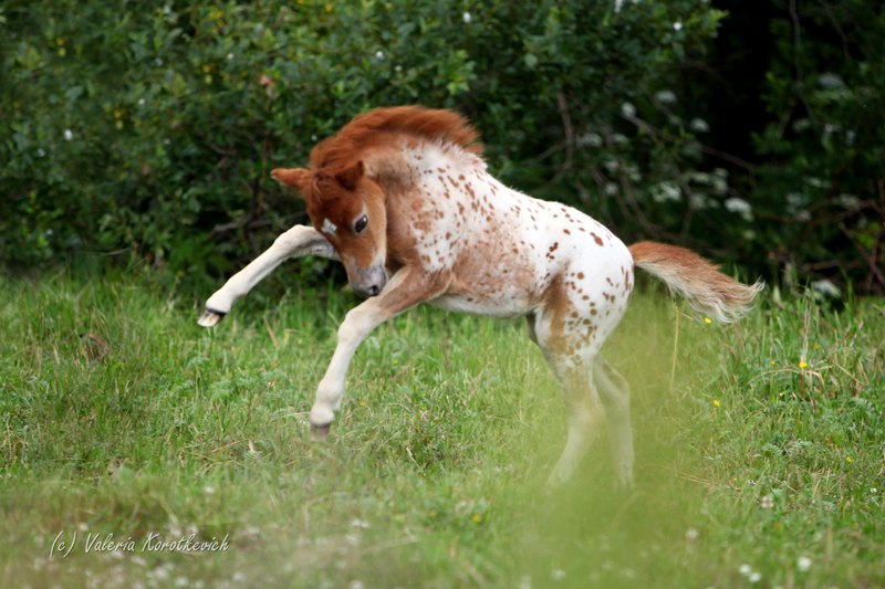 https://www.equestrian.ru/photos/user_photo/2012/9f4cc34a.jpg