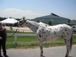At the Lexington Kentucky Horse Park, Breyerfest in Kentucky, America. July 2012