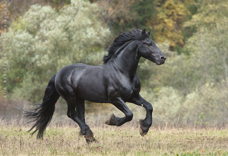 Фризская - фотографии - equestrian.ru