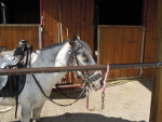 Horses in Germany. Germany 2012