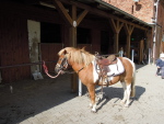Horses in Germany. Germany 2012