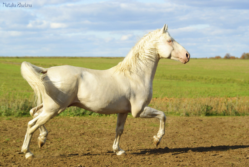 http://www.equestrian.ru/photos/user_photo/2012/f1f784bc.jpg