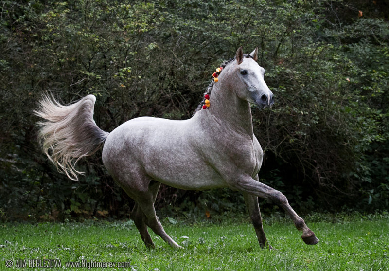 Андалузская - фотографии - equestrian.ru