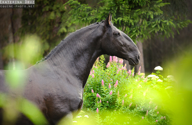 http://www.equestrian.ru/photos/user_photo/2012/fa9135af.jpg