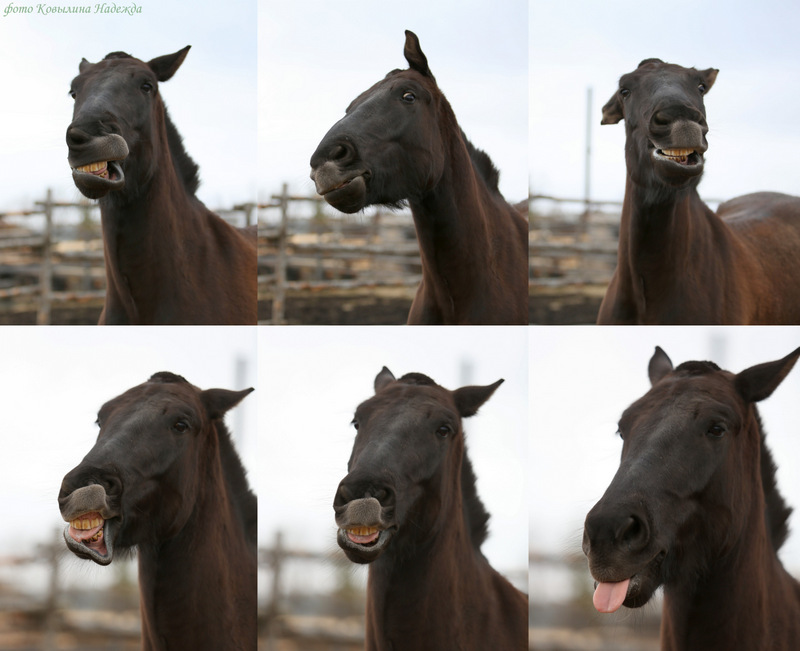 хочу лошадь