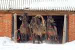 Вятская тройка мышастых жеребцов слева на право - Тибет, Резвый, Гобелен. Больше фото здесь - http://vk.com/album-35106501_171213008