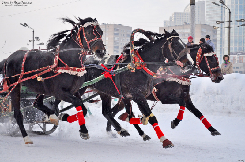 Русский рысак - фотографии - equestrian.ru