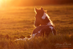 Gypsy Cob. UK