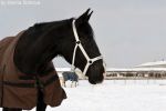 Автор фото: Ksenia Dianova  Кобыла Кармен, ЧВ Елена, ФГУП Коренёво (Аксеново) Зима 2013