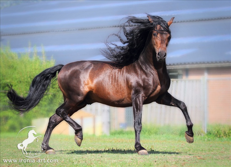 Андалузская - фотографии - equestrian.ru