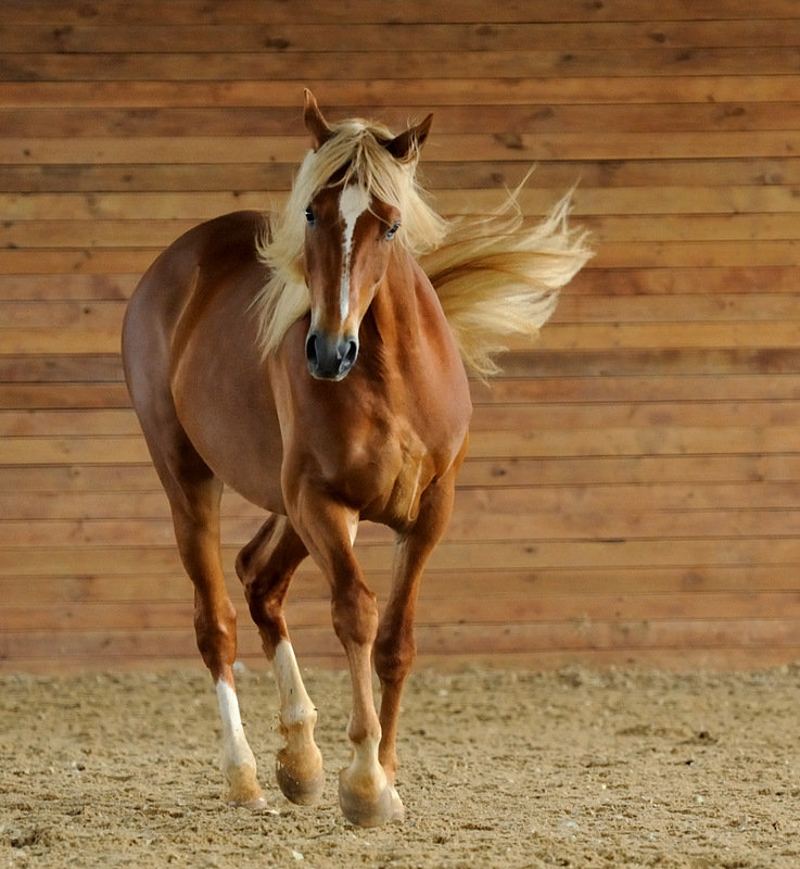 Лошади - альбомы - Stellaleo - конники - equestrian.ru