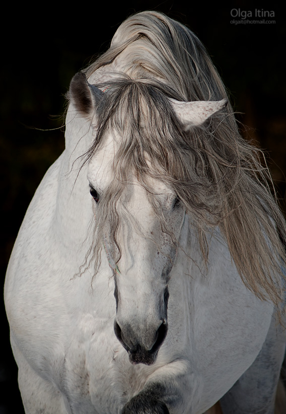 Андалузская - фотографии - equestrian.ru