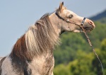 Американская миниатюрная лошадь, матка ПФ Идальго.