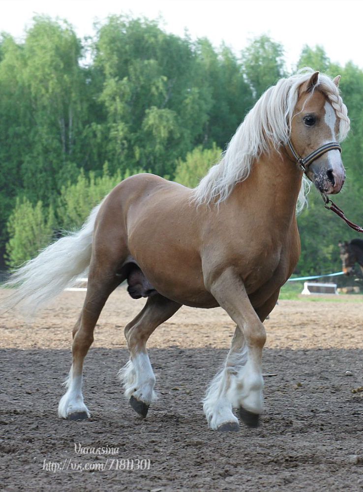 Уэльский пони - фотографии - equestrian.ru