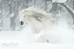 Welsh Pony stallion. Poland