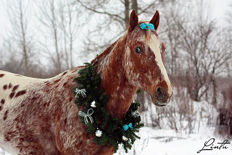 Год лошадь видео. Украшенные лошади. Новогодние лошадки. Лошади зимой. Новогодняя лошадь.