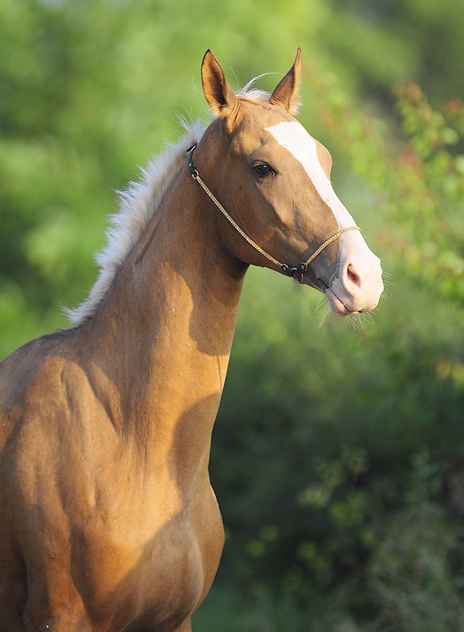 Ахалтекинская - фотографии - equestrian.ru