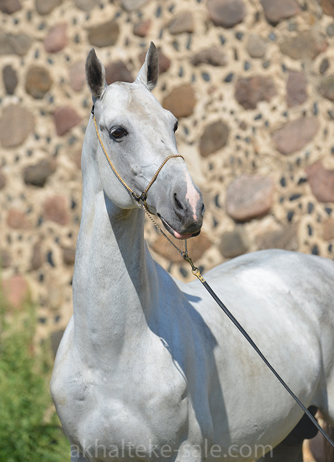 Ахалтекинская - фотографии - equestrian.ru