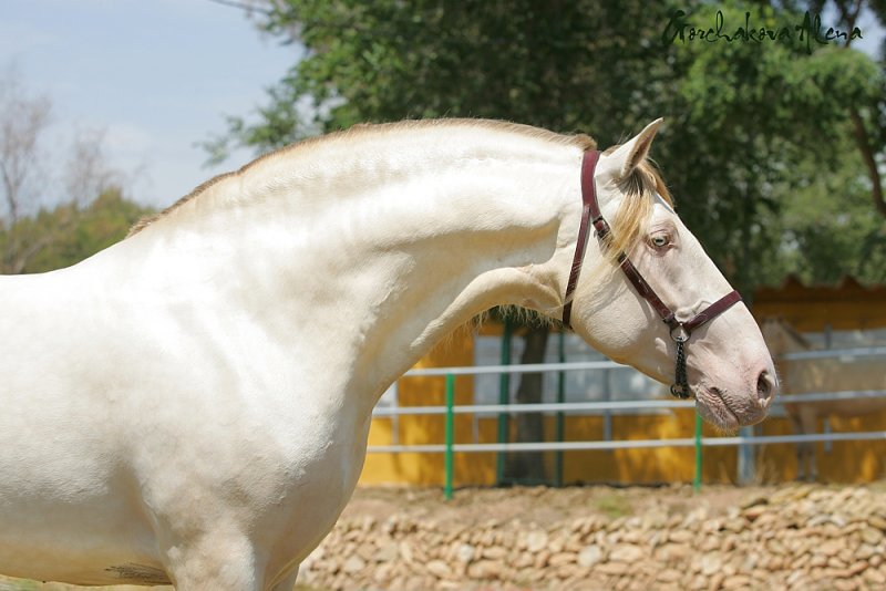 Андалузская - фотографии - equestrian.ru