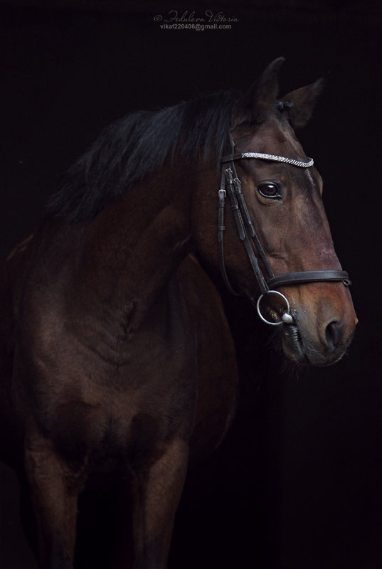 Рассмотрите фотографию черной лошади породы кабардинская. Фото с лошадью всадник реклама.