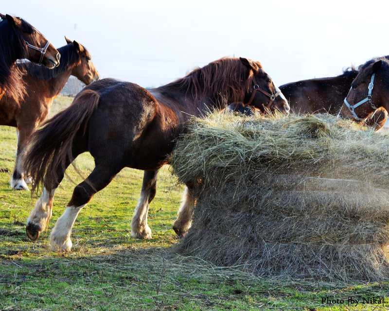 Владимирский тяжеловоз - фотографии - equestrian.ru