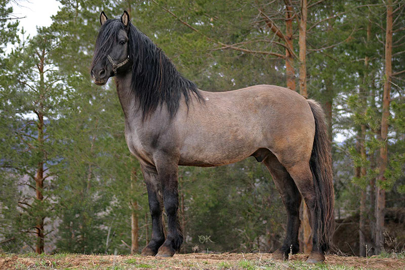 Вятская - фотографии - equestrian.ru