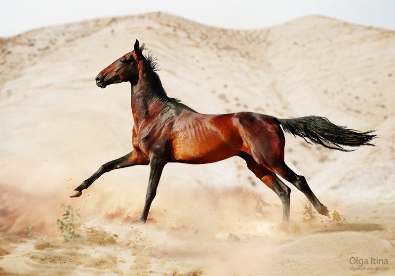 Shutterstock Фотобанк Продажа фото