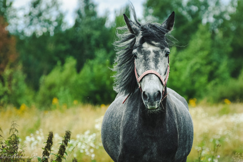 Просто лошадки. Конь в тумане. Просто лошади. Лошадь простая. Просто фотографии лошади.