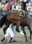 Ипподром Pimlico 2006 год, второй этап Тройной Короны - Preakness Stakes ,который стал последним забегом для жеребца.