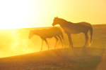 Свободные лошади озера Маныч