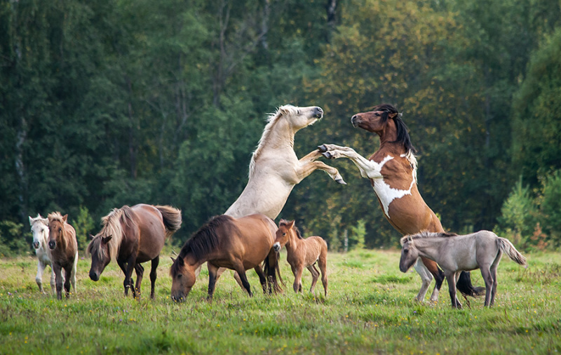 https://www.equestrian.ru/photos/user_photo/2015/29650973.jpg