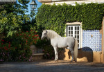 Снято во время моего семинара по конной фотографии в Португалии.