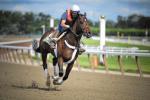 Ипподром Belmont Park 2012 год, подготовка к последнему этапу Тройной Короны - Belmont Stakes.