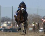 Ипподром Aqueduct 2005 год, скачка Wood Memorial Stakes.